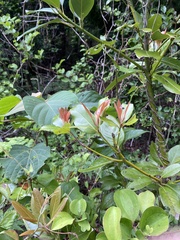 Machilus thunbergii