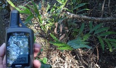 Acrostichum speciosum