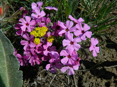 Phlox mollis