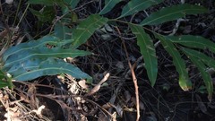 Acrostichum speciosum
