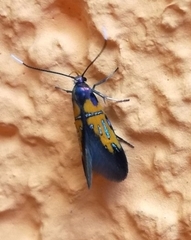 Schiffermuelleria schaefferella