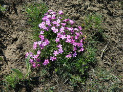 Phlox mollis