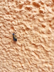 Schiffermuelleria schaefferella