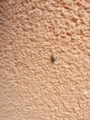 Schiffermuelleria schaefferella