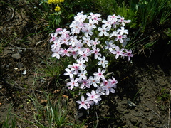 Phlox mollis