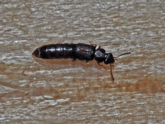 Phloeostiba lapponica