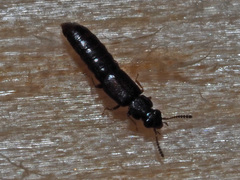 Phloeostiba lapponica