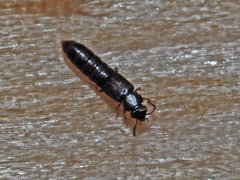 Phloeostiba lapponica