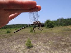 Somatochlora williamsoni