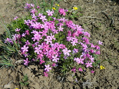 Phlox mollis