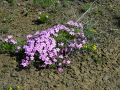 Phlox mollis