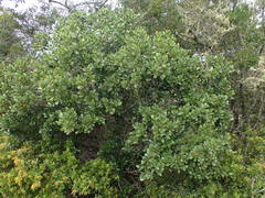 Pterocelastrus tricuspidatus