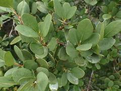 Pterocelastrus tricuspidatus