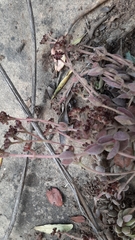 Crassula lanuginosa