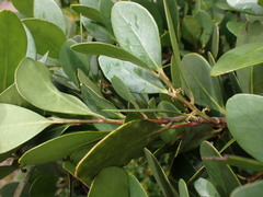 Pterocelastrus tricuspidatus