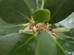 Pterocelastrus tricuspidatus