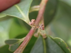 Pterocelastrus tricuspidatus