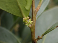 Pterocelastrus tricuspidatus