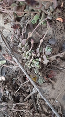 Crassula lanuginosa