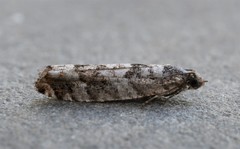 Pseudexentera maracana