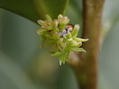 Pterocelastrus tricuspidatus