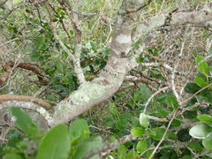 Pterocelastrus tricuspidatus