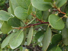 Pterocelastrus tricuspidatus