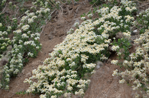 Nitraria sibirica (Nitraria sibirica)