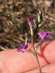Buchnera floridana