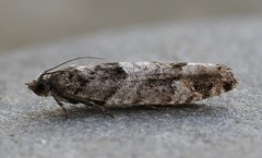 Pseudexentera maracana