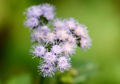 Ageratum conyzoides image