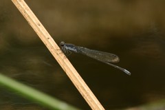 Pseudagrion commoniae