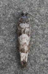 Pseudexentera maracana