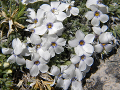 Phlox pulvinata
