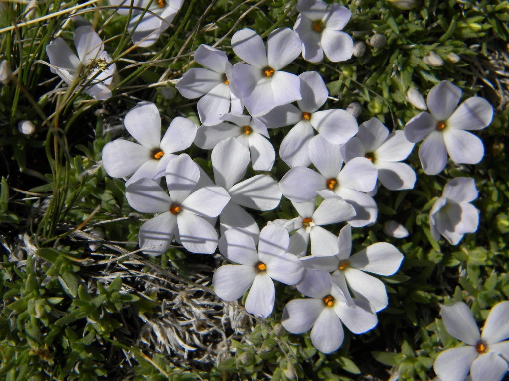 cushion phlox