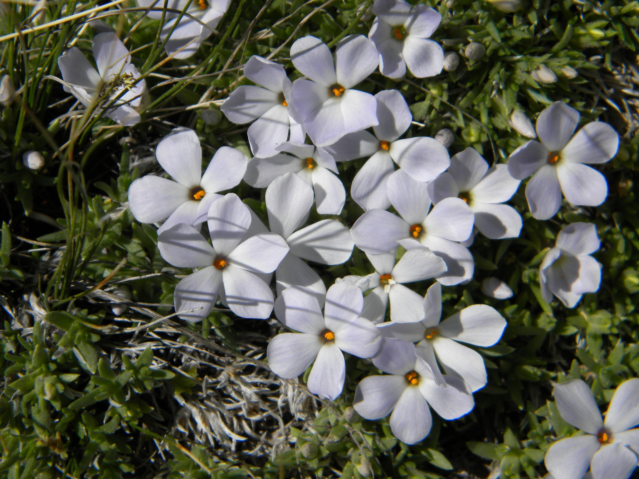 Phlox pulvinata