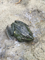Pelophylax