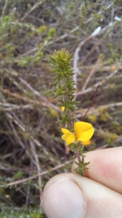 Aspalathus tenuissima