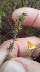 Aspalathus tenuissima