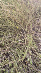 Aspalathus tenuissima