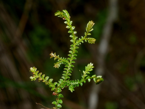 Selaginella helvetica iNat (3)