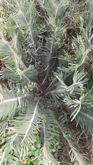 Encephalartos cycadifolius