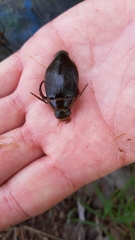Dytiscus marginalis
