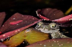 Bufotes viridis viridis