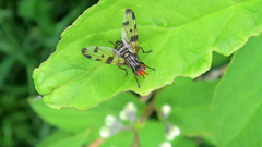 Otites porcus