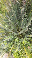 Encephalartos cycadifolius
