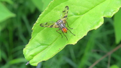Otites porcus