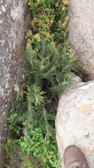 Encephalartos cycadifolius