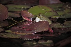 Bufotes viridis viridis