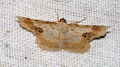 Calletaera subexpressa